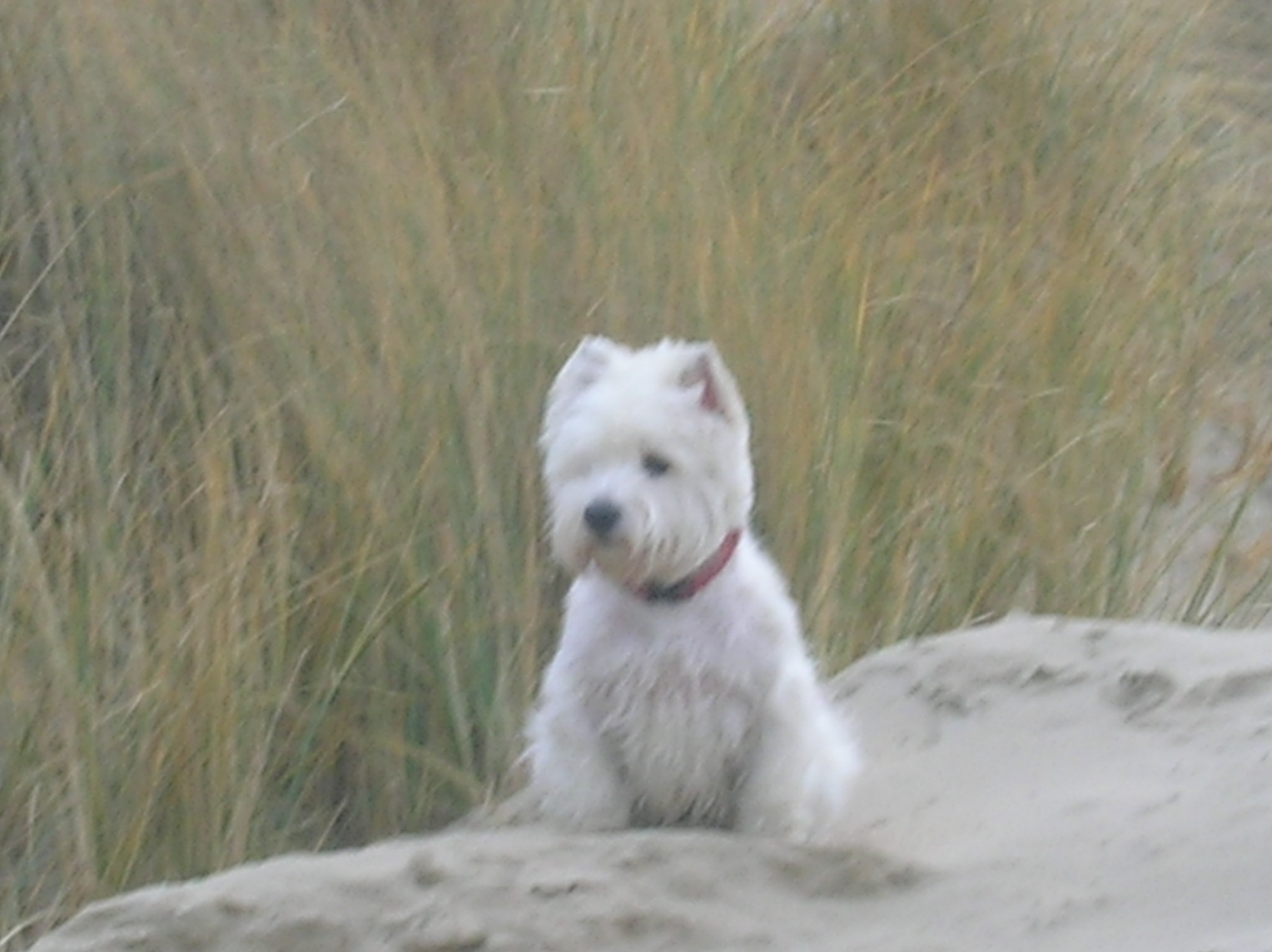 Mieke